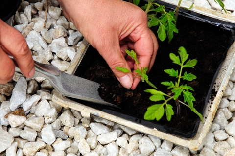 tomato seedlings being re-potted into larger containers
