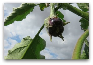 small eggplant forming on vine in the garden