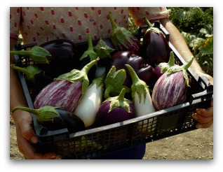 varieties of eggplant