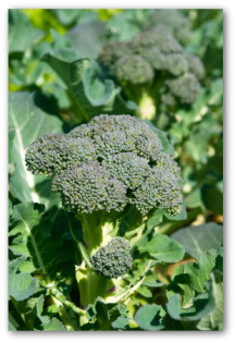 broccoli growing in your yard
