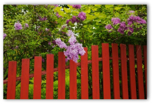 Cheap Garden Fence Ideas