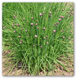 fresh chive plant growing in the ground