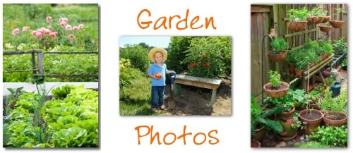 vegetable garden pictures