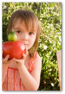 growing a tomato plant in a small vegetable garden