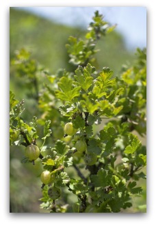Growing Gooseberries in the Garden