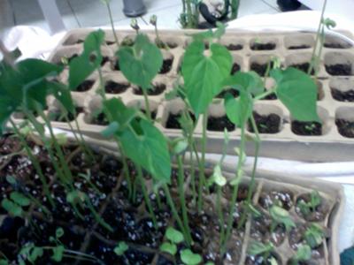 green bean seedlings