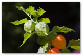 ground cherries