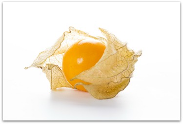 ripe ground cherry or husk tomato still in its paper-like wrapper