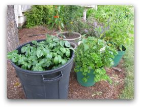 vegetables grown in containers in the back yard