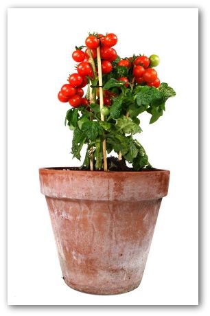 cherry tomatoes grown in pot