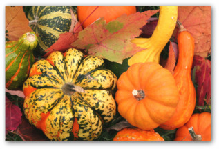 growing acorn squash
