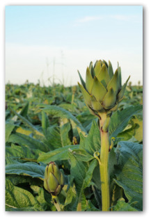 growing artichokes
