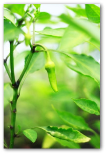 growing banana peppers