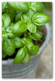 growing basil