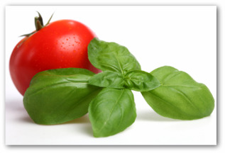 growing basil