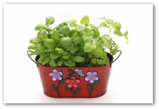 growing basil