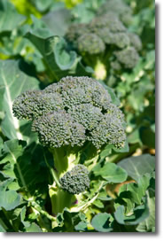 growing broccoli