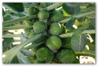 stalks of brussel sprouts growing