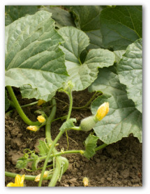 butternut squash plant growing in the ground