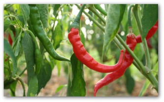cayenne peppers growing on the plant