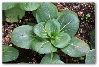 chinese cabbage growing in the ground