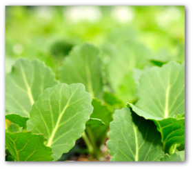 collard green seedlings