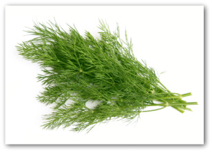 fresh dill