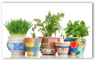 herbs growing in pots