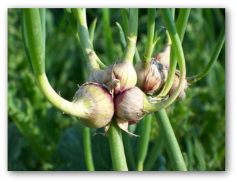 egyptian onions growing outside