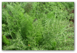 growing fennel