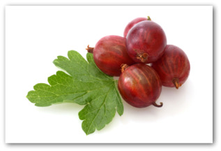 fresh gooseberries