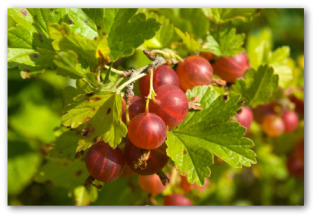 fresh gooseberries growing on the plant