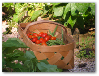 growing green beans