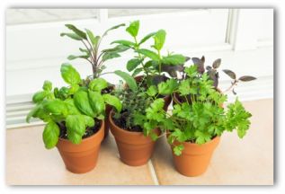 herbs in pots growing on a window sill