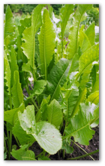 fresh horseradish growing outside