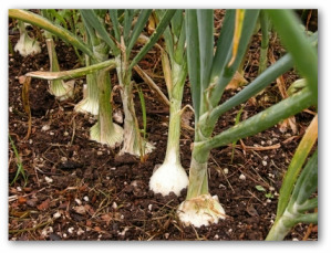 large onions growing in the ground