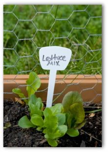 leaf lettuce growing with a sign