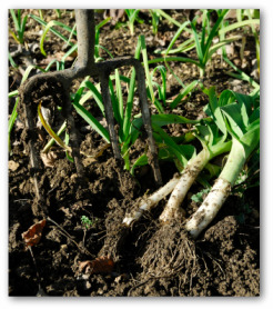 growing leeks