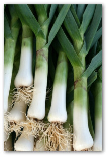 growing leeks