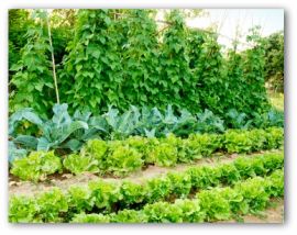 rows of lettuce planted in a garden
