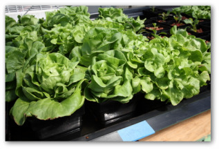 Growing Lettuce Indoors in a Container Garden