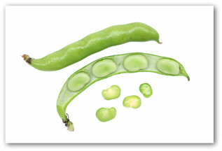 growing lima beans