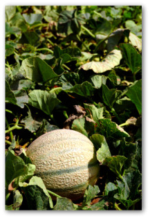 growing melons