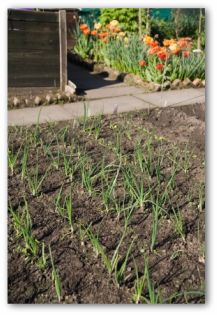 Growing Onions