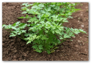 fresh parsley growing in the ground
