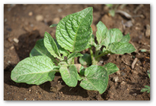 potato plant growing in the ground