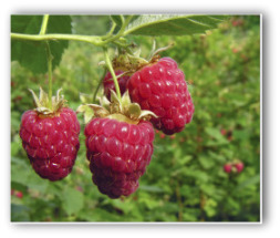 fresh red raspberries growing on the plant
