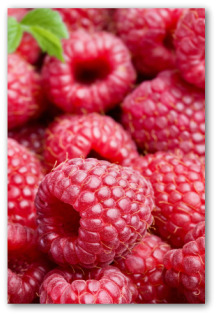 growing red raspberries