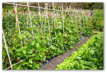 Vegetable Garden Design