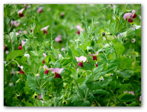 flowering pea plants